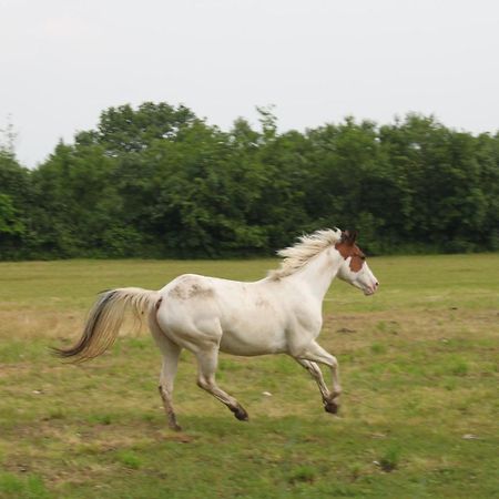 Agriturismo Al Ranch Castello dʼAviano Εξωτερικό φωτογραφία