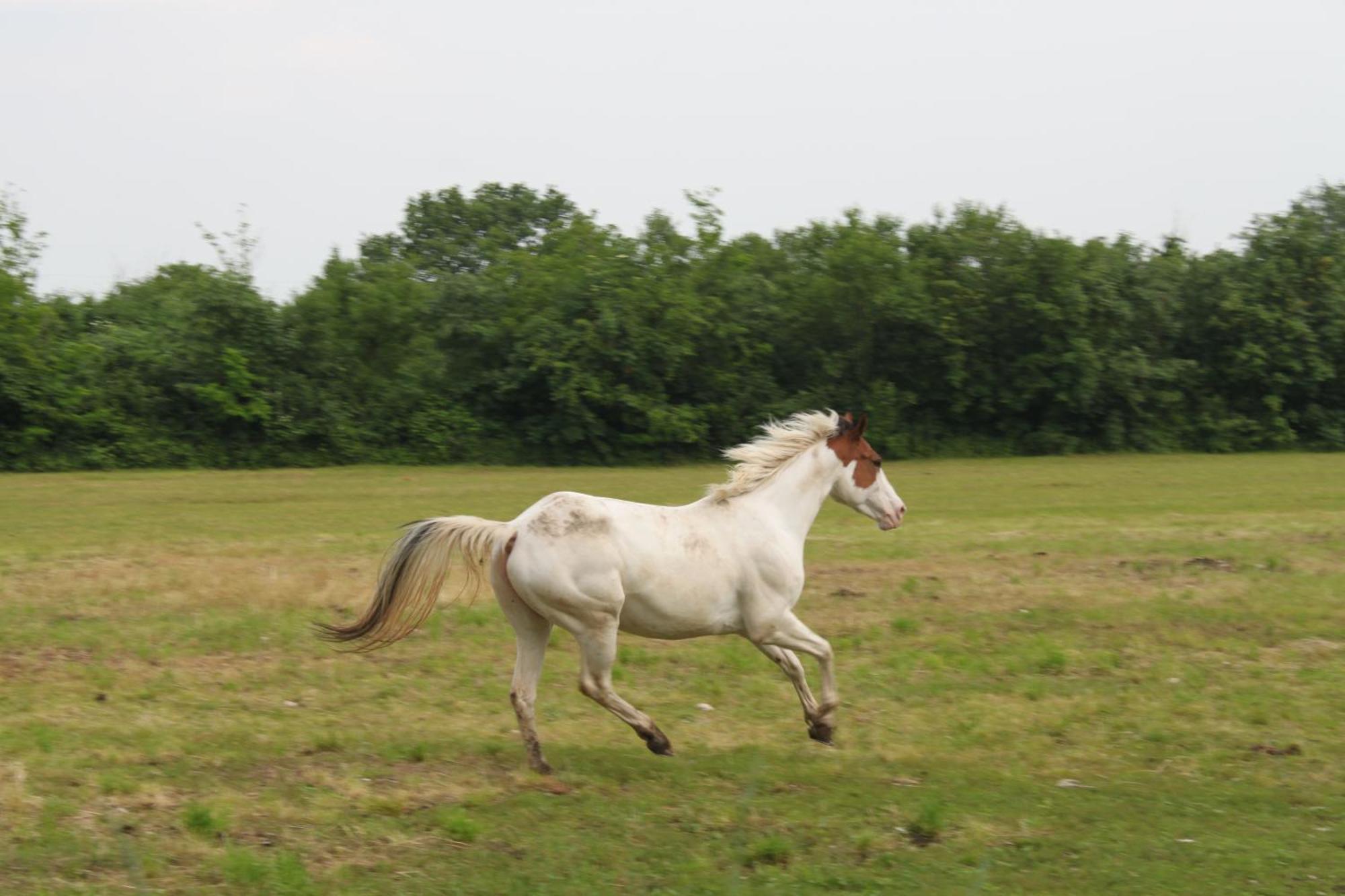 Agriturismo Al Ranch Castello dʼAviano Εξωτερικό φωτογραφία